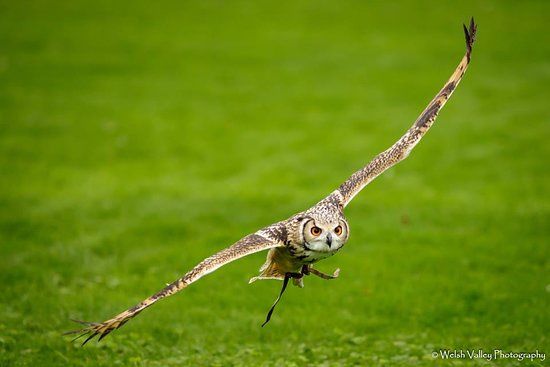 Chester Cathedral Falconry and Nature Gardens